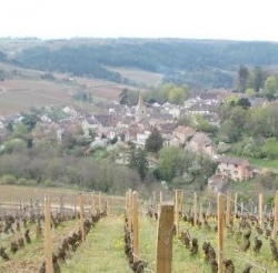 Randonnée-découverte des grands crus autour de la colline de Corton