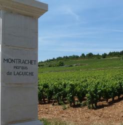 Randonnée-découverte des grands crus de Chassagne et Puligny-Montrachet 