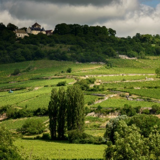 St Romain vineyard © M Joly