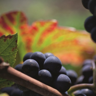 Pinot Noir © Armelle